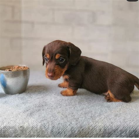 Feel free to browse hundreds of active classified puppy for <b>sale</b> listings, from dog breeders in Pa and the surrounding areas. . Teacup dachshund puppies for sale near me